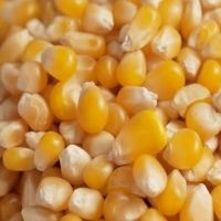 Yellow Corn