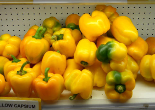 Fresh Capsicum - Medium Size, Bright Yellow Color | High Quality, Organic Yield, Versatile for Various Cuisines