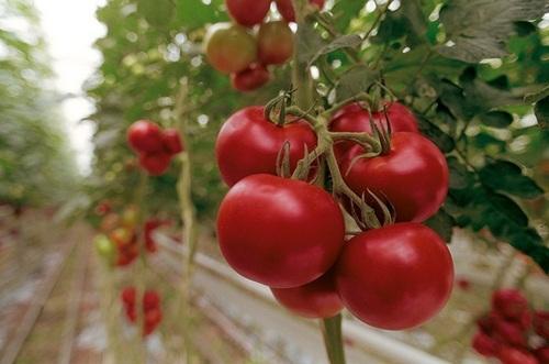 Natural Fresh Red Tomato