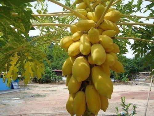 Pure Processed Papaya Pulp