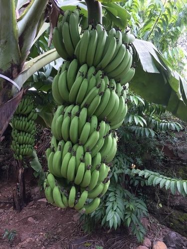 Silver Fresh Bananas