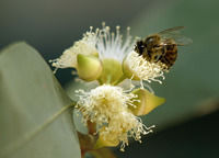 Eucalyptu Honey