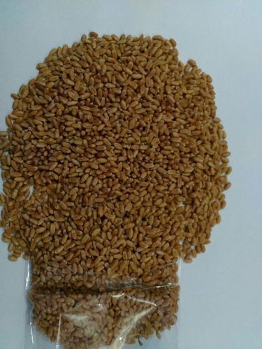 Panicle Wheat