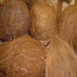 Fresh Coconut - Whole, Raw Organic Coconut | Healthy Natural Snack for Cooking and Sweet Dishes