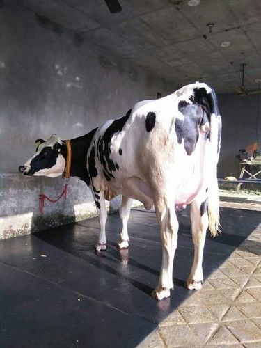 HF Cow