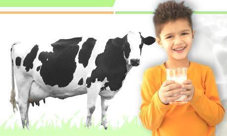 Pure And Fresh Cow Milk