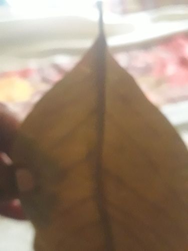 Biri leaves