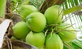 Fresh Green Coconuts