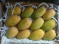 Kesar Mangoes