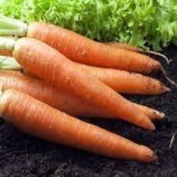 Fresh Carrot - Crisp Root Vegetable, Naturally Orange, Rich in Nutrients