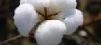 100 Percent Raw Cotton