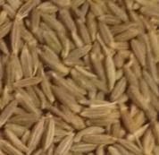 Cumin Seeds