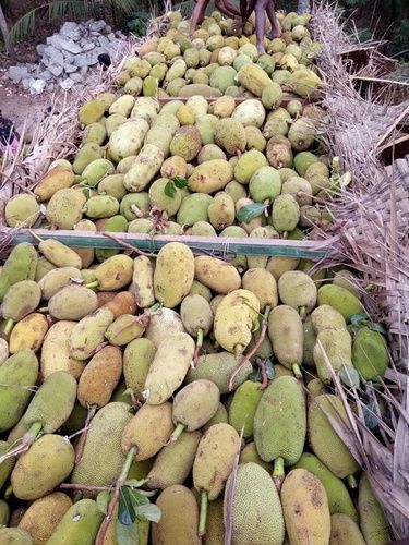 Fresh Jackfruit