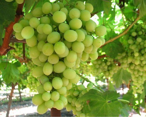 Rich Taste Green Fresh Grapes