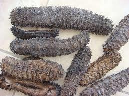 sea cucumber