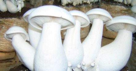 Fresh Milky White Mushroom