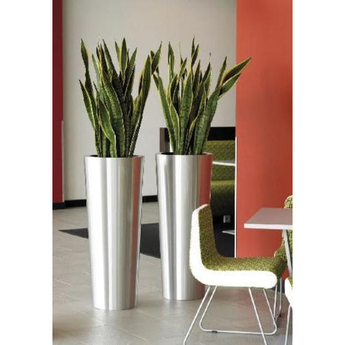 Indoor Home Decorative Plant