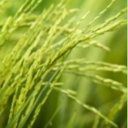 Exclusive Hybrid Paddy Seeds