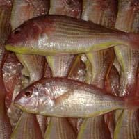 Fresh Fin Bream Fish
