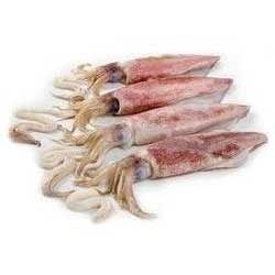 Fresh Squid