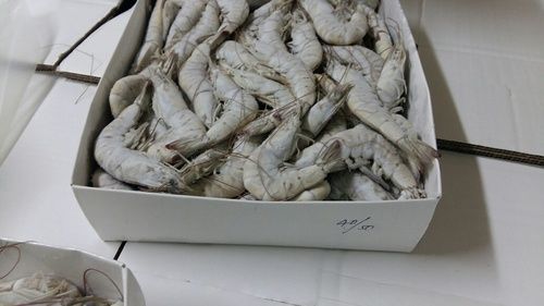 Frozen Shrimps