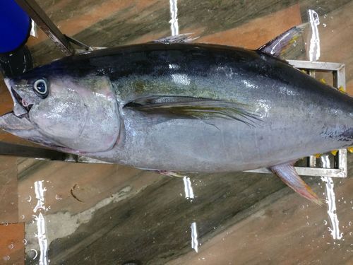 Frozen Tuna Fish - Premium Quality Skipjack, Bonito & Long Tail Tuna , Sizes Ranging from 4kg to 20kg