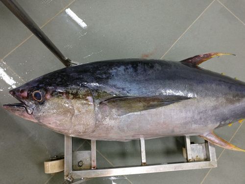 Frozen Yellowfin Tuna