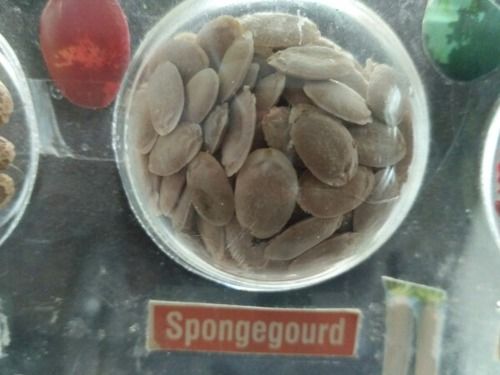Hybrid Sponge Gourd Seeds