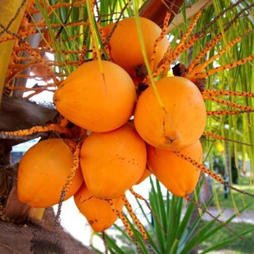 Orange Coconut (Cocos Nucifera)