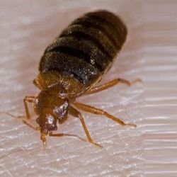 Bed Bug Rid Pest Control Service