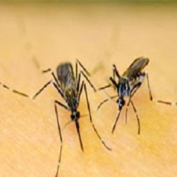 Mosquito Pest Control Service