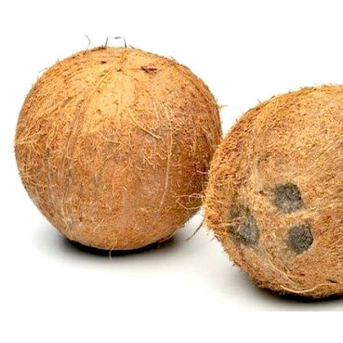 Natural Fresh Mature Coconuts