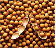 Organic Hybrid Soya Seeds