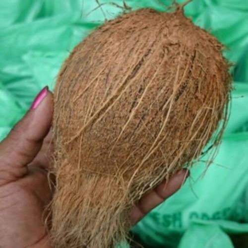 Premium Fresh Pollachi Coconuts