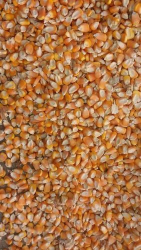 Pure And Fresh Yellow Maize Admixture (%): 1 To 3%