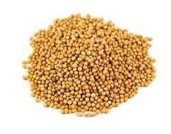 Fresh Yellow Mustard Seed