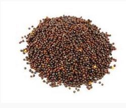 High Grade Brown Mustard Seed