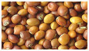 Multicolor Organic Pigeon Peas (Toor Whole)