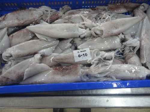 Frozen Squid Loligo Whole