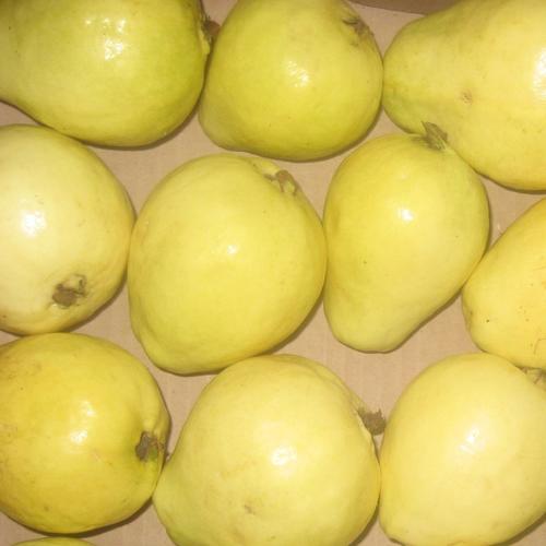 Natural Yellow Fresh Guava