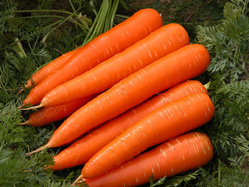 High Grade Fresh Carrot
