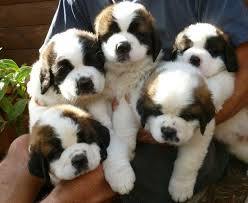 Saint Bernard Puppy