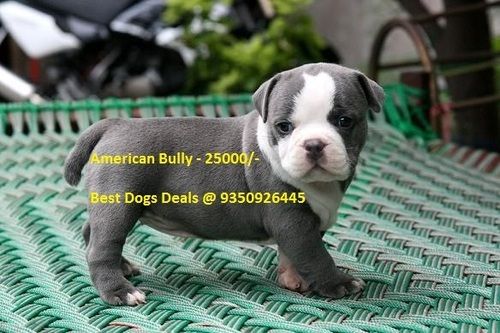 american bully puppies
