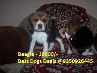 beagle price