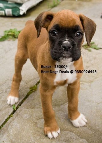 Boxer Puppies at Best Price in 