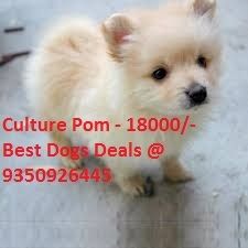 culture pom dog price
