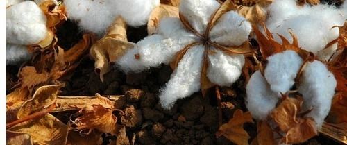 Demanded Raw Cotton Yarns