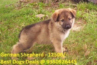 german shepherd puppy price