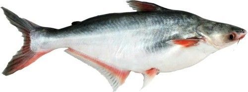 Low Price Pangasius Fish