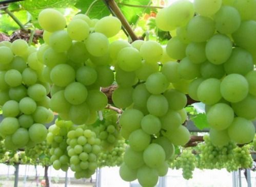 Fresh And Sweet Green Grapes